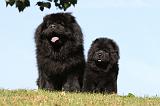 CHOW CHOW 361